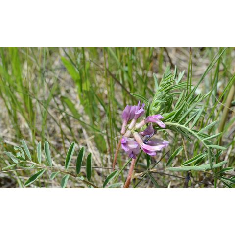 Astragalus laxmannii