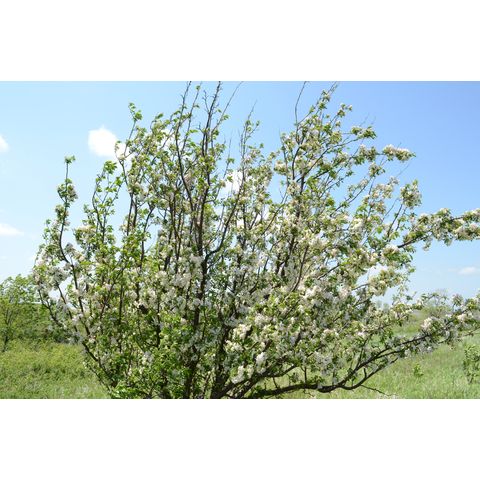 Malus pumila