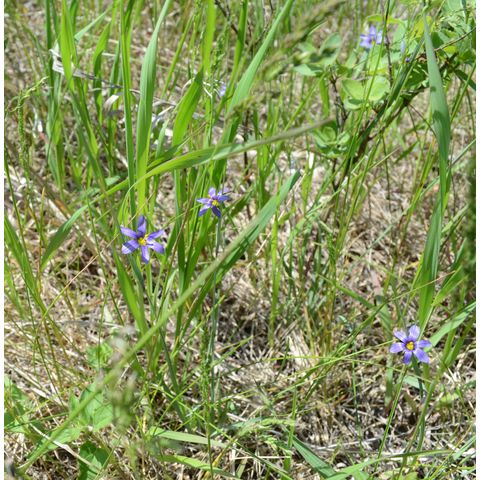 Sisyrinchium montanum