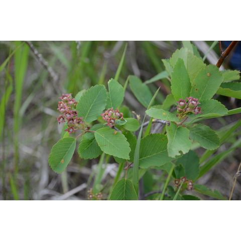 Amelanchier alnifolia