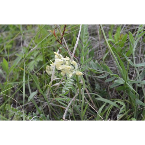 Oxytropis campestris