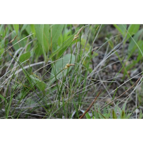 Carex filifolia