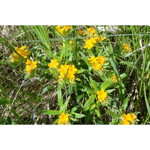 Lithospermum canescens