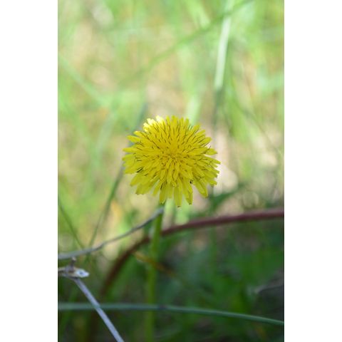 Taraxacum officinale