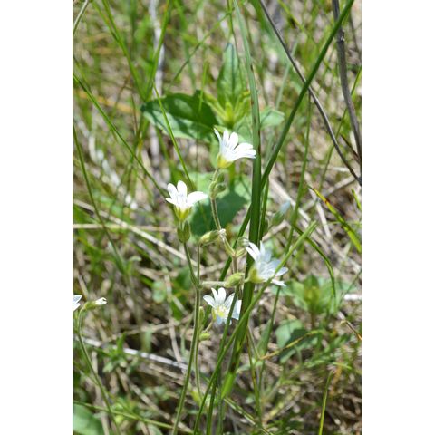 Cerastium arvense