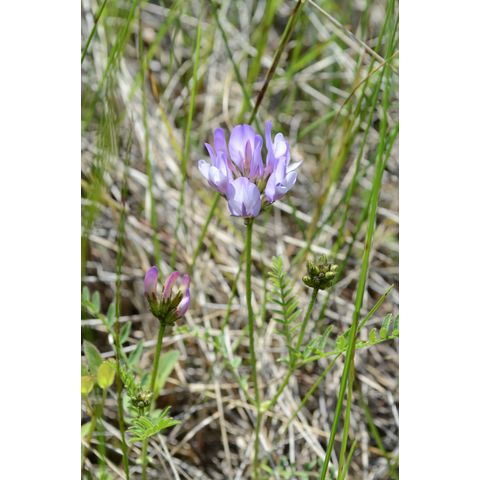 Astragalus agrestis