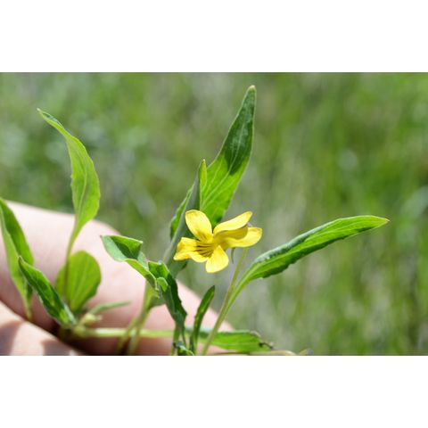 Viola nuttallii