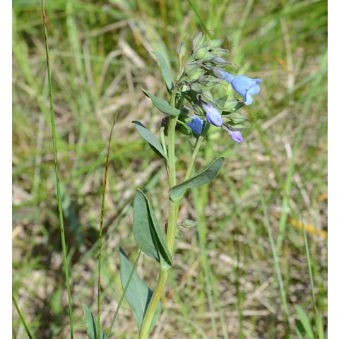 Mertensia oblongifolia