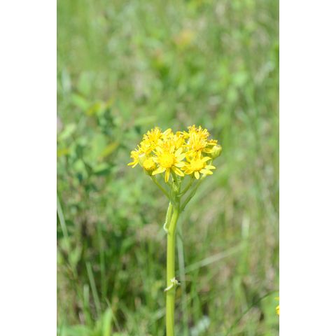 Senecio integerrimus