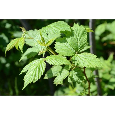 Rubus idaeus