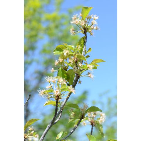 Prunus americana