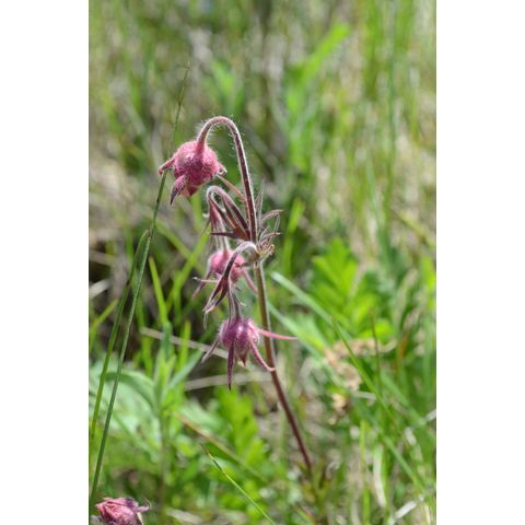 Geum triflorum