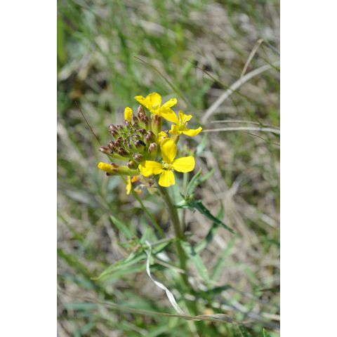 Erysimum asperum