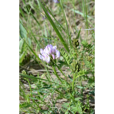 Astragalus laxmannii