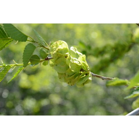 Ulmus pumila