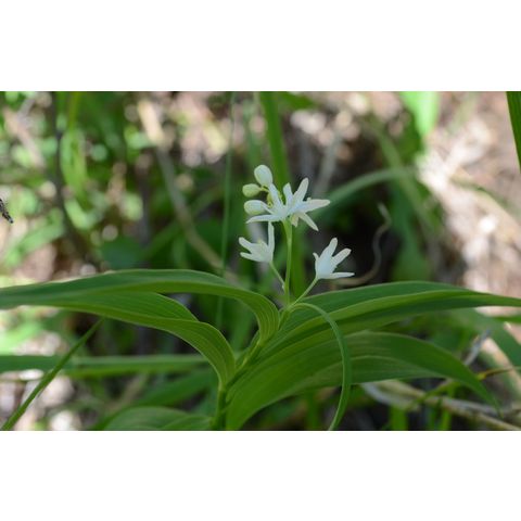 Maianthemum stellatum