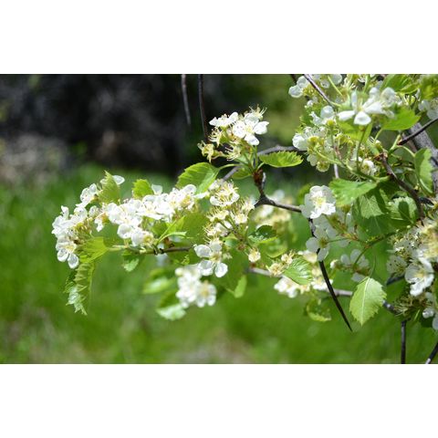 Crataegus chrysocarpa