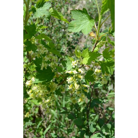 Ribes americanum