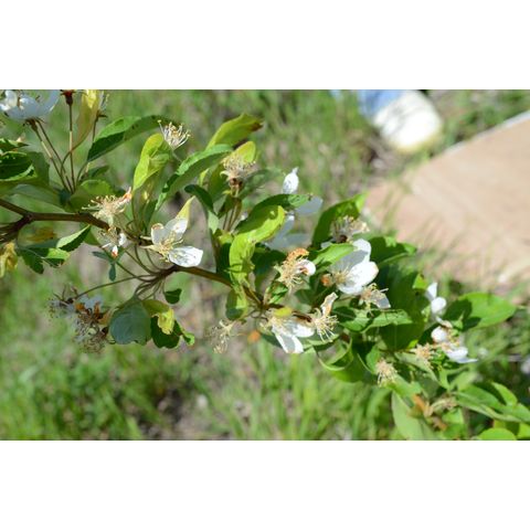 Malus pumila
