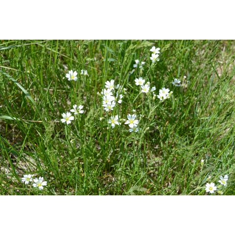 Cerastium arvense