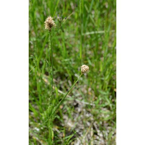 Carex praegracilis