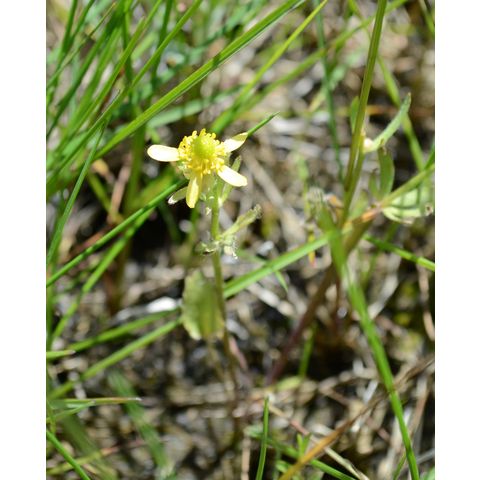 Ranunculus abortivus