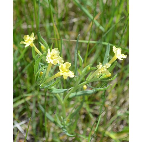 Lithospermum incisum