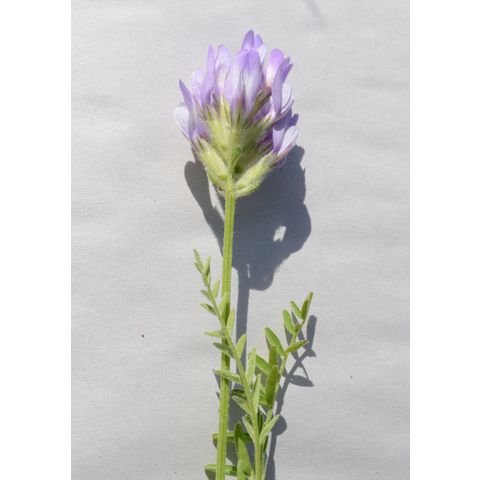 Astragalus agrestis