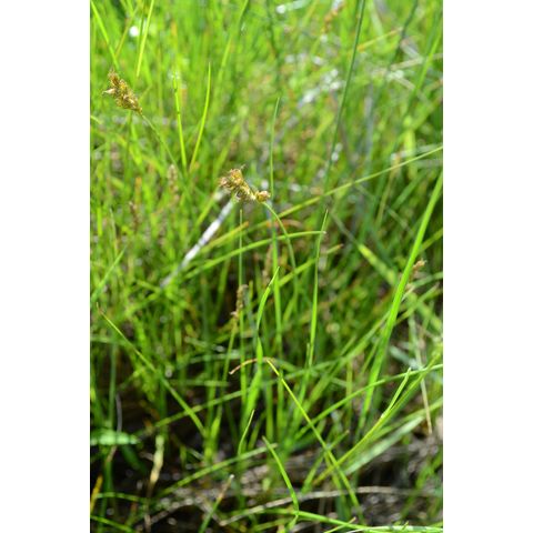 Carex praegracilis