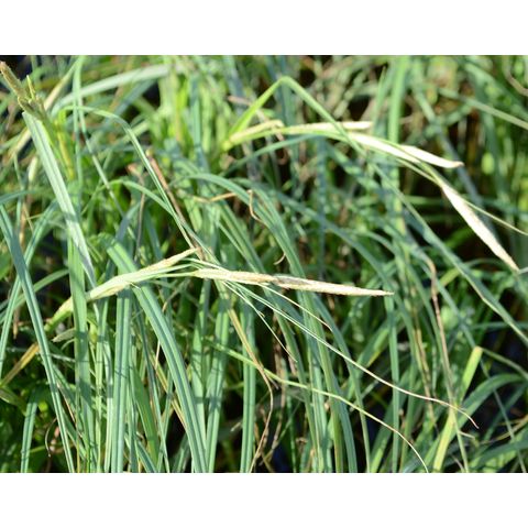 Carex utriculata