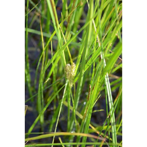 Carex aquatilis