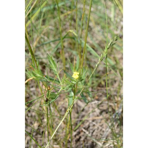 Lithospermum incisum