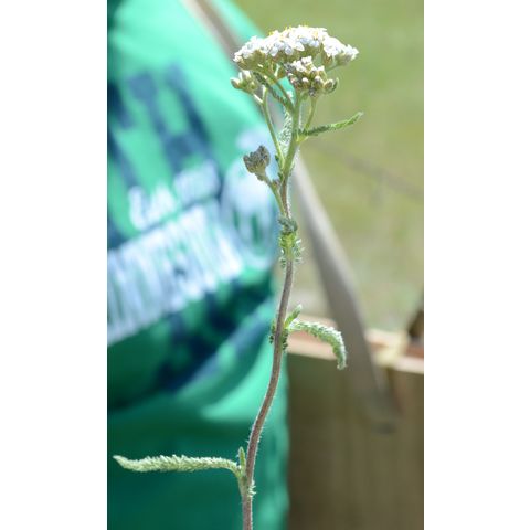 Achillea millefolium