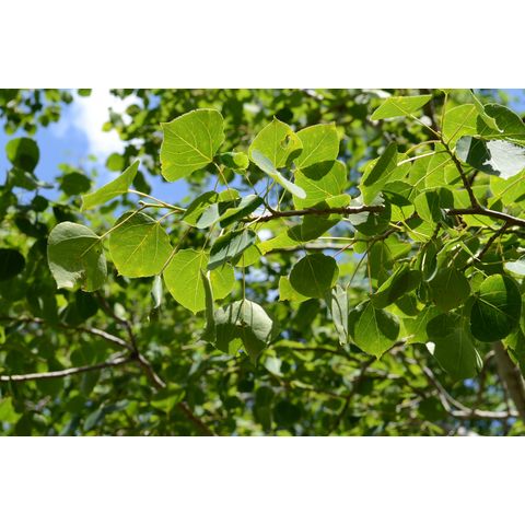Populus tremuloides