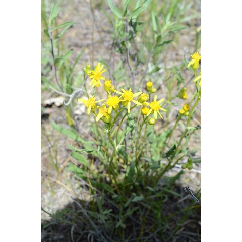 Packera tridenticulata