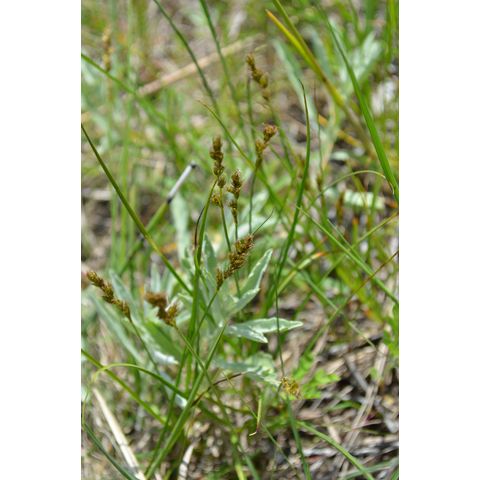 Carex praegracilis