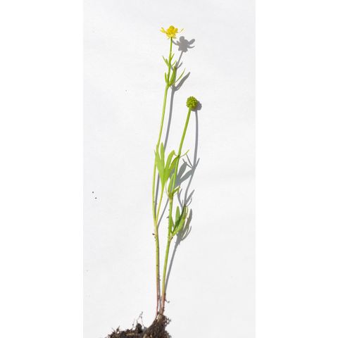 Ranunculus abortivus