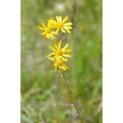 Senecio integerrimus