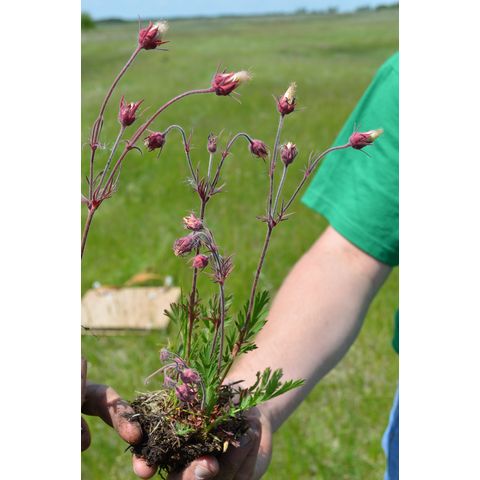 Geum triflorum