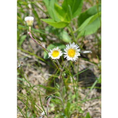 Erigeron glabellus