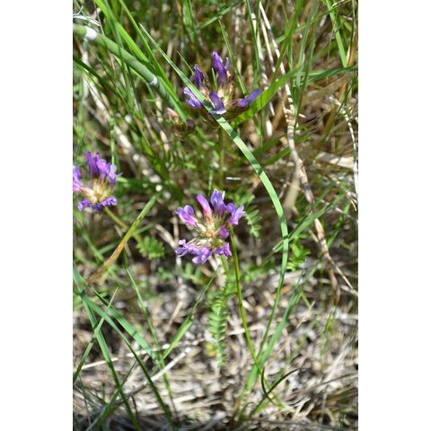Astragalus laxmannii