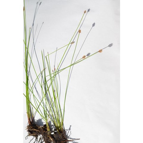 Eleocharis compressa