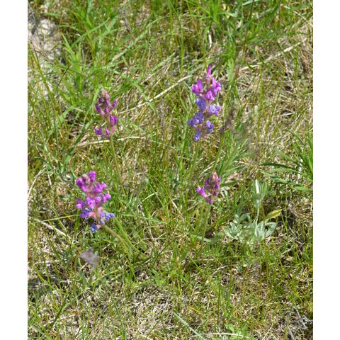 Oxytropis lambertii