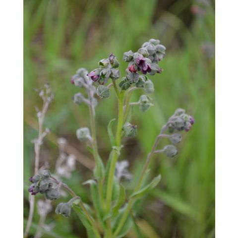 Cynoglossum officinale
