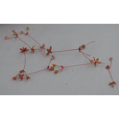 Androsace occidentalis