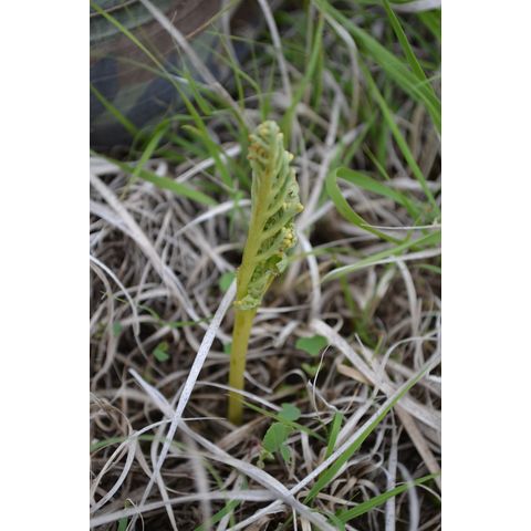 Botrychium matricariifolium