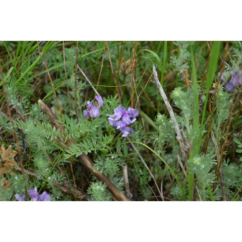 Astragalus agrestis
