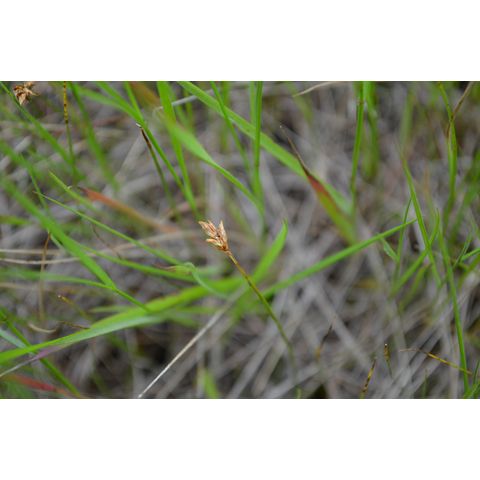 Carex duriuscula