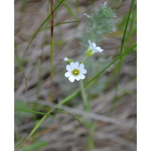 Cerastium arvense