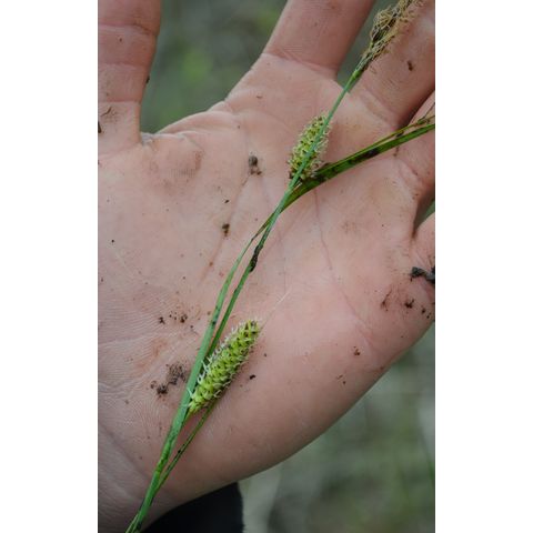 Carex pellita